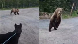 Canada grizzly bear encounter