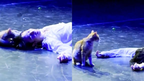 Cat Romeo and Juliet Turkey video
