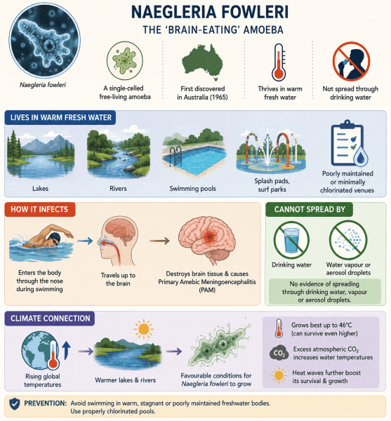 — Naegleria is an amoeba, a single-celled organism, and only one of its species, called Naegleria fowleri, can infect humans, according to the US Centers for Disease Control and Prevention (CDC). It is a free-living amoeba and was first discovered in Australia in 1965. — Naegleria fowleri lives in warm fresh water, such as lakes and rivers, swimming pools, splash pads, surf parks, or other recreational venues that are poorly maintained or minimally chlorinated. — The amoeba infects people when it enters the body through the nose, usually when people are swimming. It then travels up to the brain, where it destroys the brain tissue and causes a primary amebic meningoencephalitis. Story continues below this ad — Interestingly, people cannot get infected with Naegleria fowleri from drinking water contaminated with the amoeba. Scientists haven’t found any evidence of the spreading of Naegleria fowleri through water vapour or aerosol droplets. — According to the CDC, with the rising global temperatures, the chances of getting Naegleria fowleri infection will go up as the amoeba mainly thrives in warm freshwater bodies. The organism best grows in high temperatures up to 46°C and sometimes can survive at even higher temperatures. — Various recent studies have also found that excess atmospheric carbon dioxide has led to an increase in the temperature of lakes and rivers. According to the CDC website, “These conditions provide a more favourable environment for the amoeba to grow. Heat waves, when air and water temperatures may be higher than usual, may also allow the amoeba to thrive,”.