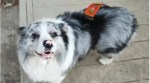 Chinese celebrity dog stolen