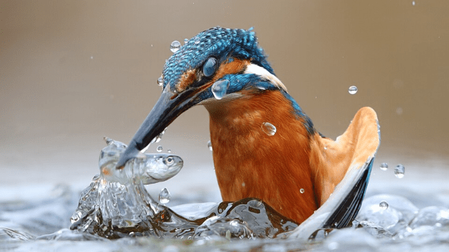 birds