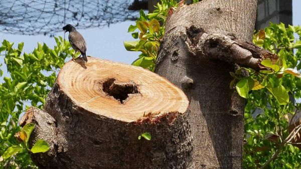 A bird searches for its lost nest at a site on Nashik's Gangapur Road where two giant trees were removed for transplantation ahead of the Kumbh Mela. (Express photo by Arul Horizon)