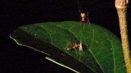 The unique hunting method was developed by the ballista spider to hunt for aggressive ants, which are dangerous and an unusual prey for arachnids.