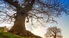 The connection to Robinhood has attracted millions of tourists to the Major Oak tree