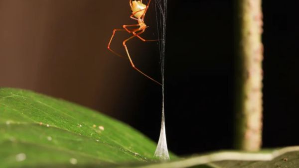 A team from Australia's Macquarie University spent 10 nights in a tropical rainforest of northern Queensland observing the spider’s behaviour through high-speed and infrared camera equipment.