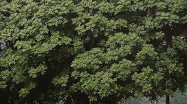 The 'flame of the forest' tree has entered its fruiting season across Delhi, producing papery seed-pods ready for monsoon dispersal. While a vital native species for regenerating degraded landscapes, ecologists note it represents only a fraction of recent Ridge plantation choices.