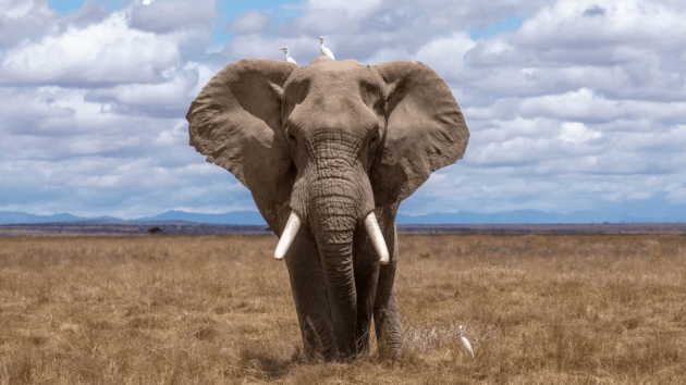 animals