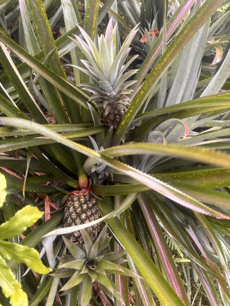 The queen pineapple was declared the state fruit of Tripura in 2018