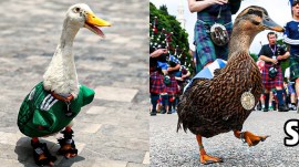 Merlin and Dawny are viral ducks supporting Mexico and Scotland at FIFA World Cup 2026. (X)