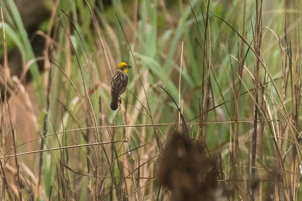 Knowledge Nugget: What makes Delhi one of the world’s most bird-diverse capitals?
