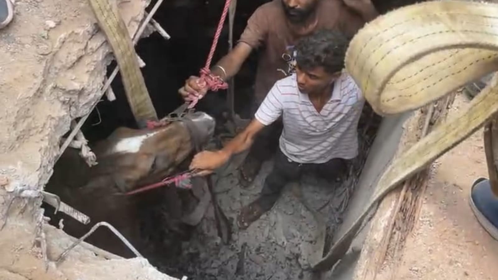 Vadodara: Horse falls into drain after concrete cover collapses, rescued after hour-long op