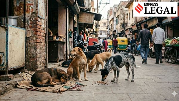 Gujarat High Court Stray Dogs Senior Advocate 