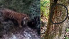 Royal Bengal Tiger spotted in Himachal forest, may be missing big cat from Uttarakhand’s Rajaji Park