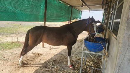 A routine feeding took a tragic turn when a horse accidentally bit off Salim's thumb while he was talking to a fellow villager.