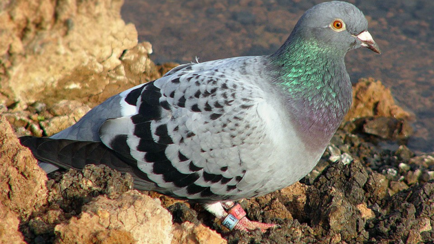 birds