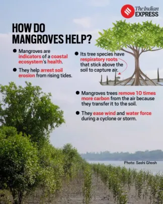 mangroves