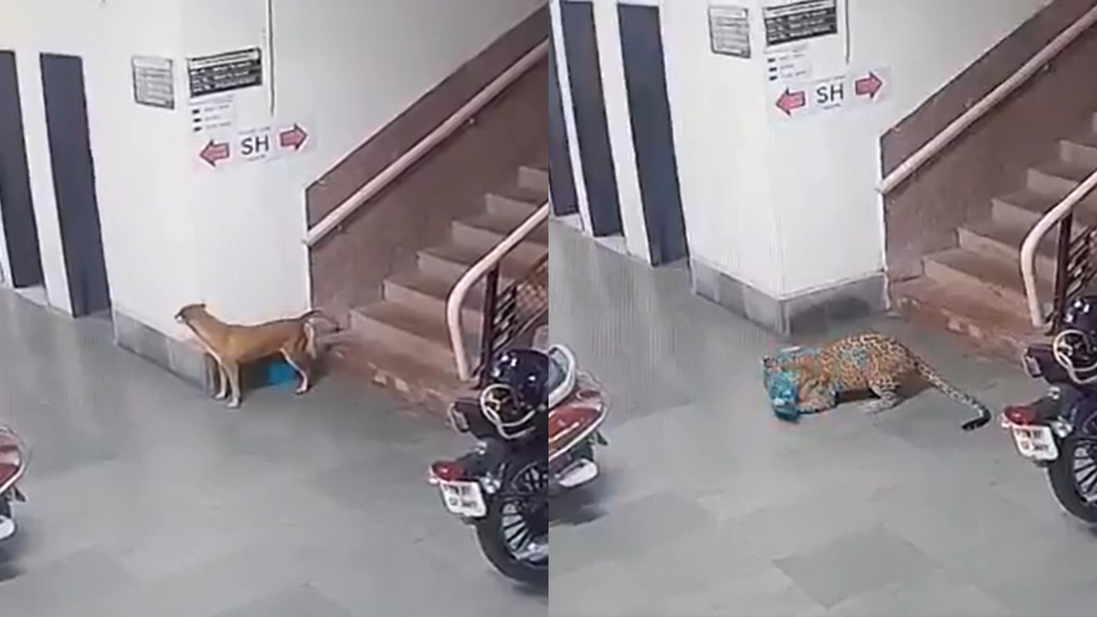 Leopard enters IIT-Bombay campus, kills dog; chilling CCTV footage viral