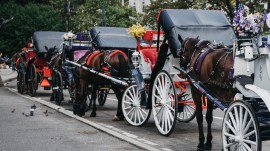 Indian teen dies in horse carriage accident in New York