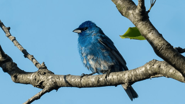 birds