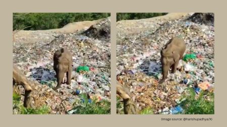 Karnataka elephant eating plastic waste