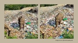Karnataka elephant eating plastic waste