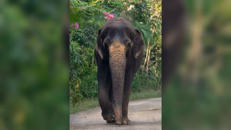 Madhuri elephant return to Kolhapur