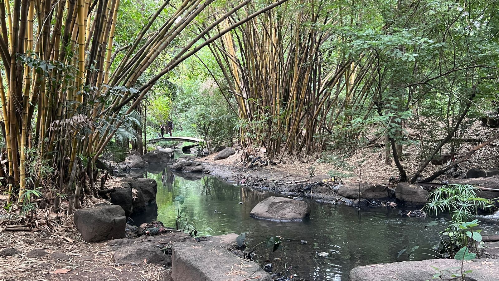 Why is Koregaon Park, one of Pune’s greenest areas, recording the warmest temperatures?