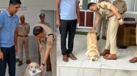 Labrador Mary viral sniffer dog