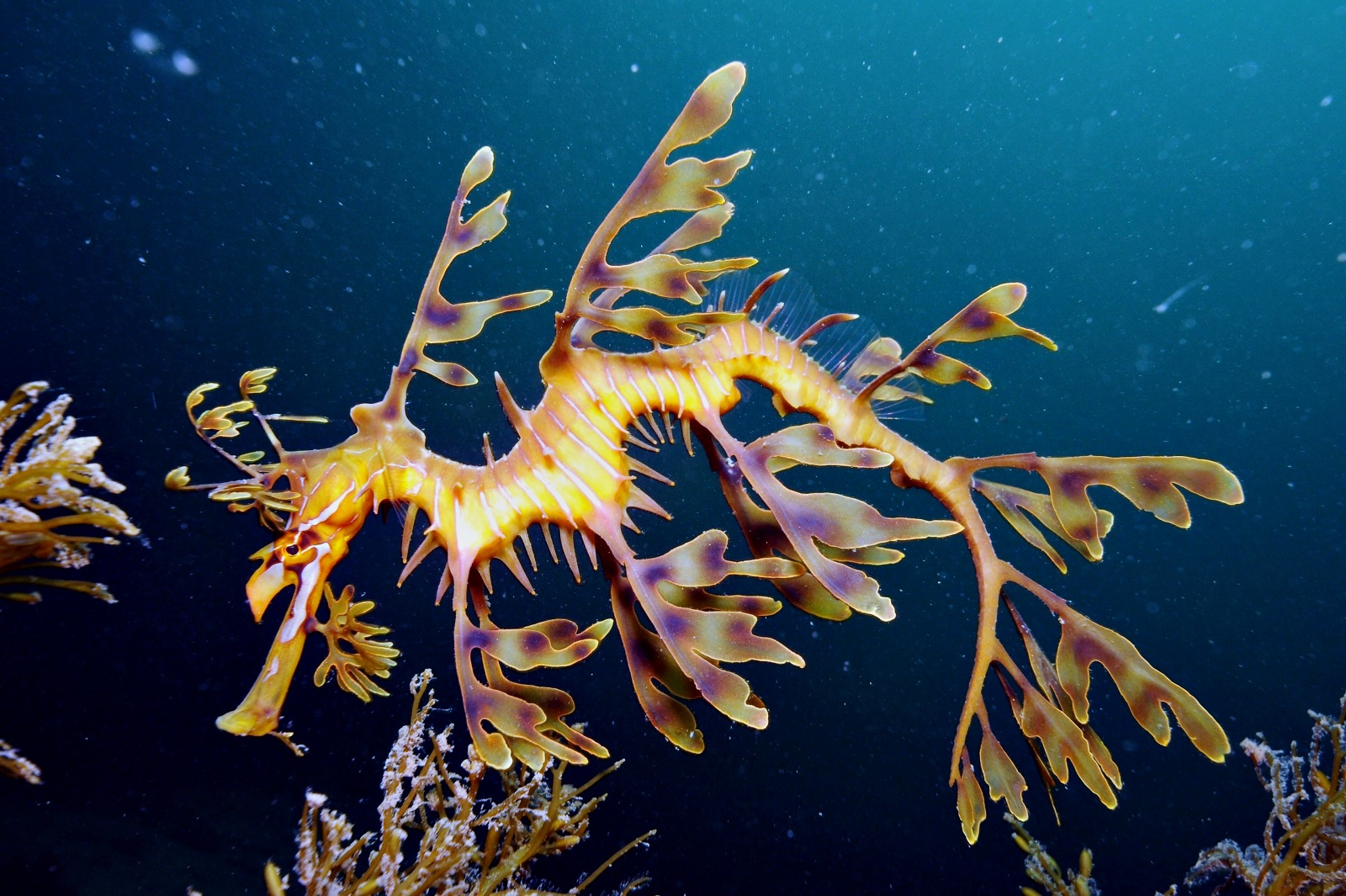 seadragon