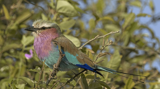 birds