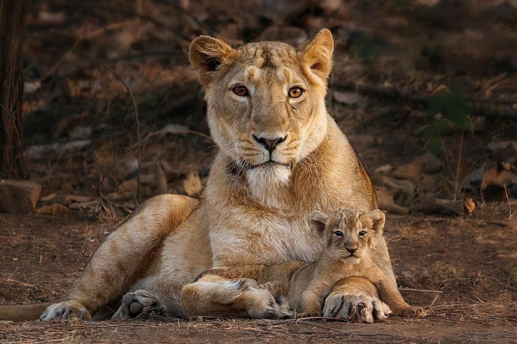 Asiatic Lioness in Gir national park