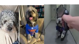 The footage, captured on the officers' body cameras, shows a grey dog wearing a blue shirt appearing at the doorway alongside a woman and barking at the officers. ( Credit :Los Angeles Police Department/Screengrab)