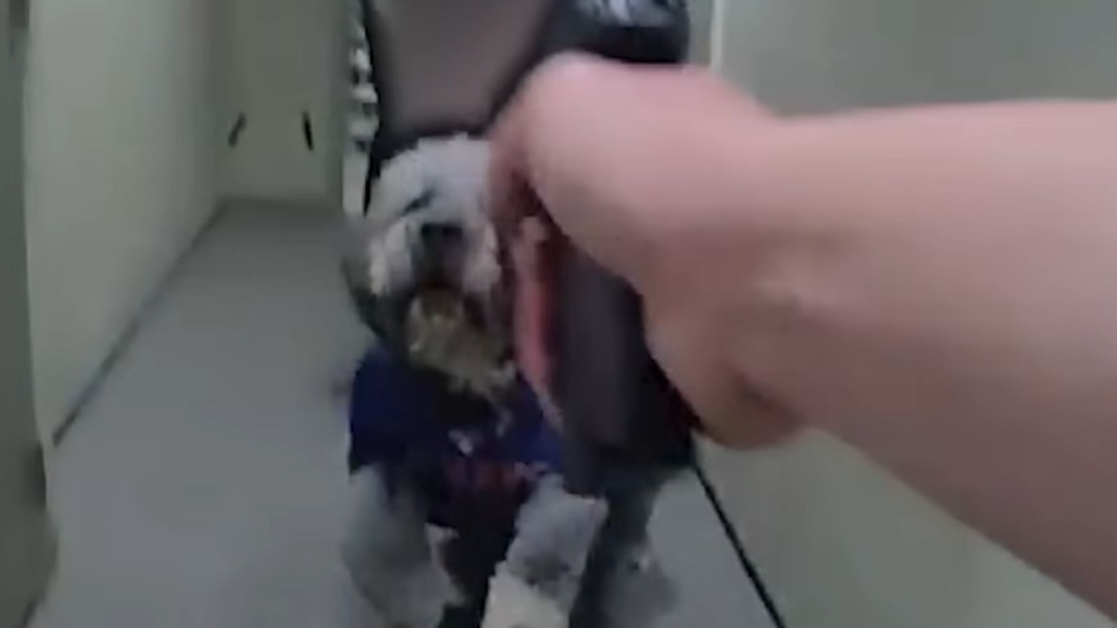 ‘Ain’t getting bit by that’: Los Angeles policeman seen fatally shooting pet dog in chilling footage
