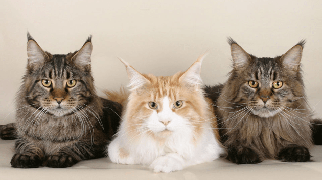 animals