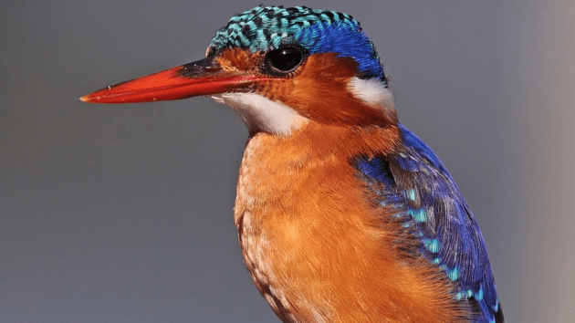 birds