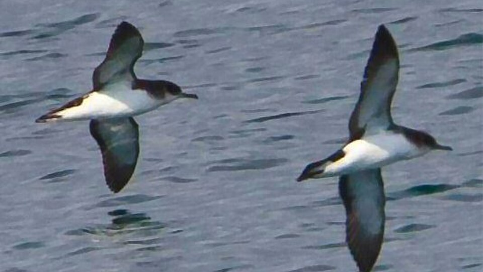 Birds with unique navigation skills