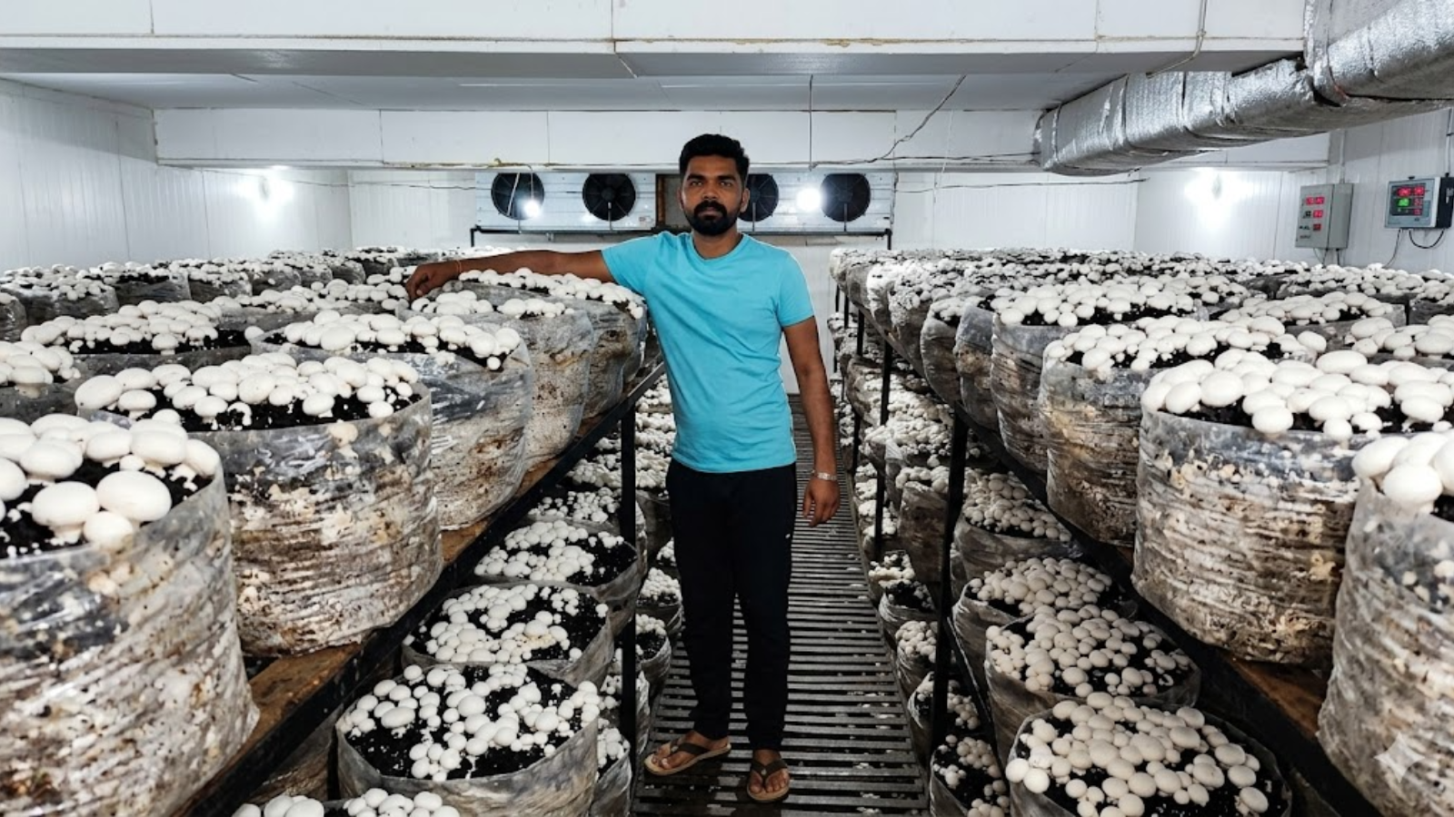 Haryana farmer earns Rs 50 lakh annually from mushroom cultivation on one acre