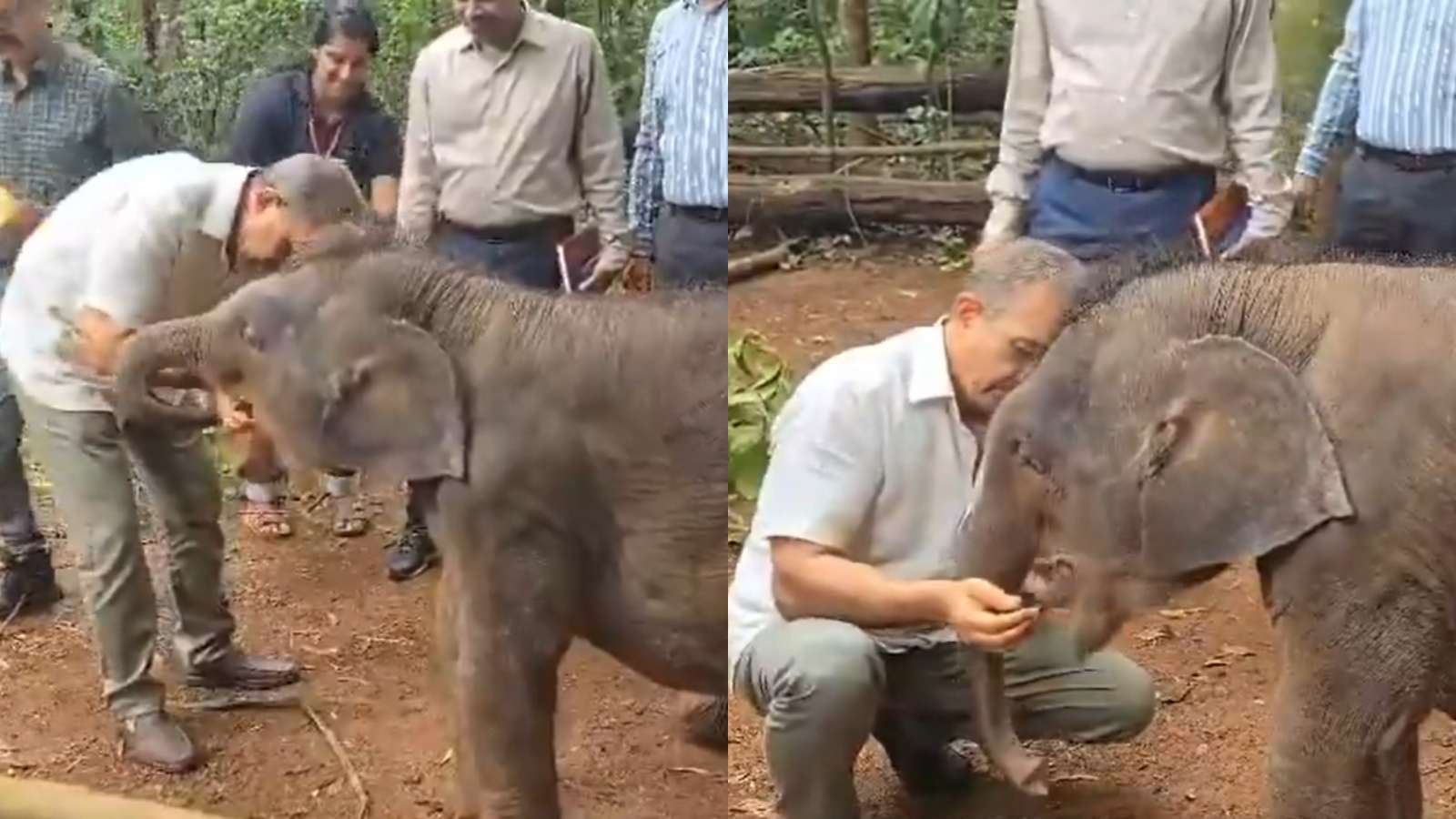 Abandoned elephant calf Maya rescued by Kerala Forest Department
