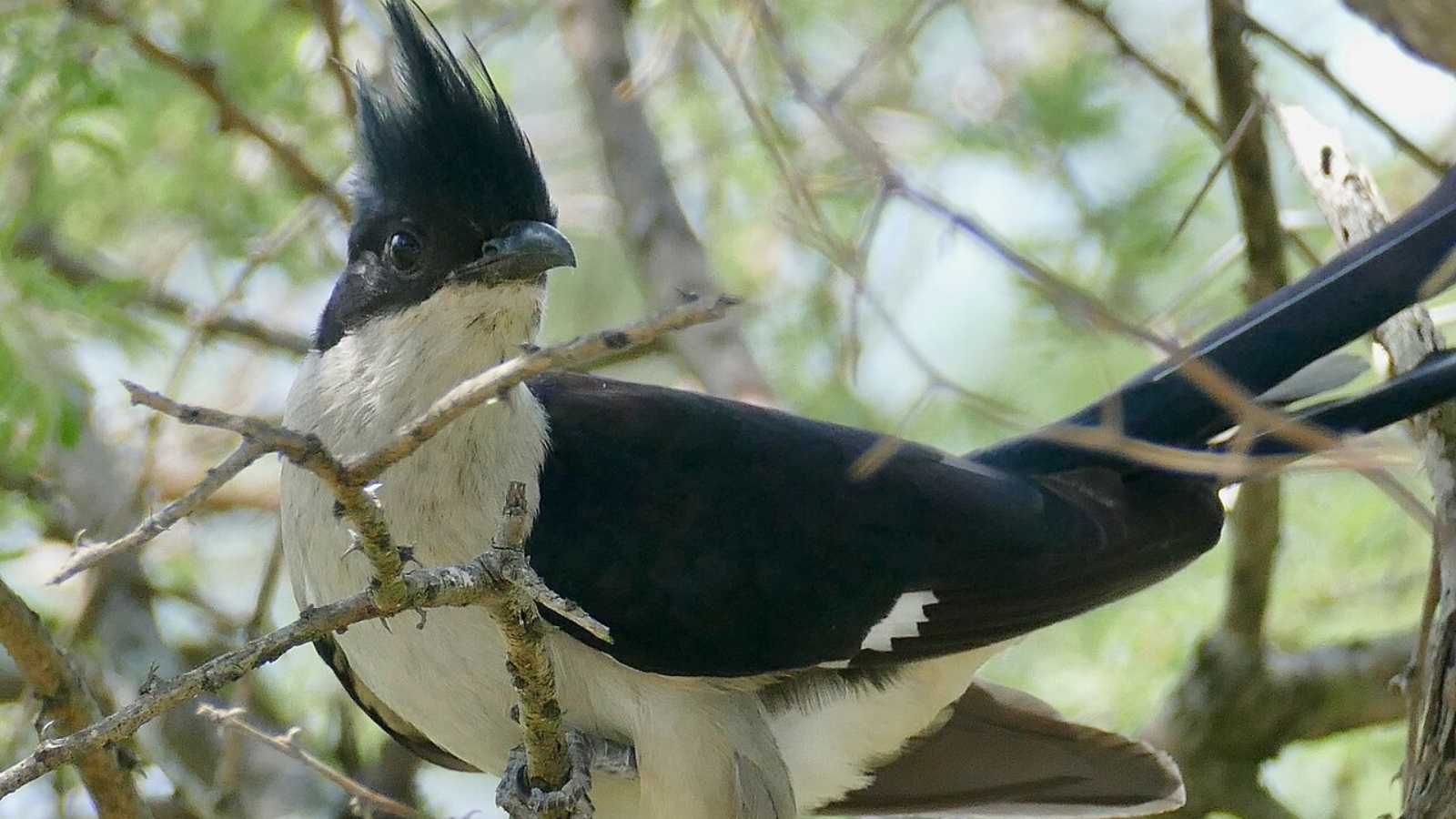 Pied Cuckoo: Nature's Monsoon Indicator, Not a Predictor