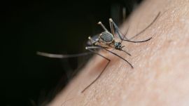 mosquito repellent study, mosquitoes