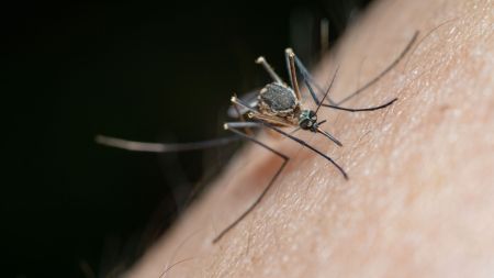 mosquito repellent study, mosquitoes