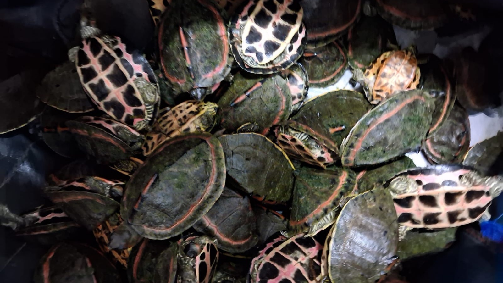 Express Special | From Ganga to global pet markets: Police in Madhya Pradesh map rail route of protected turtles