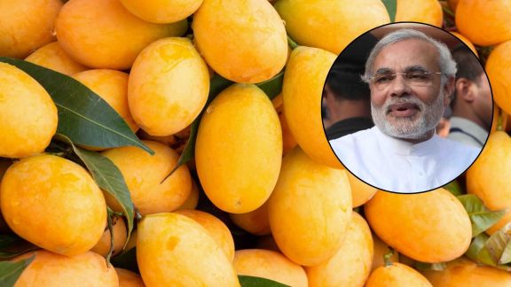 Indian mango varieties including Alphonso, Kesar and Langda