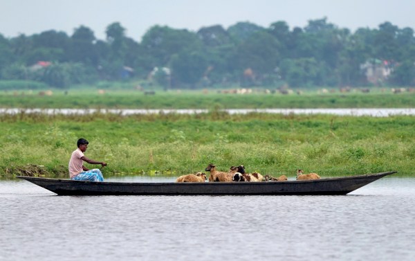 man rows a boat carrying livestock to a grazing area as waters rise at the Brahmaputra river, in Morigaon district, Assam, Monday, June 22, 2026. (PTI Photo)