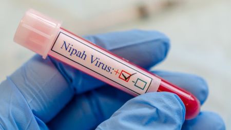 Nipah, a highly pathogenic virus carried primarily by Pteropus fruit bats, was first identified during a large outbreak in Malaysia in 1998-99