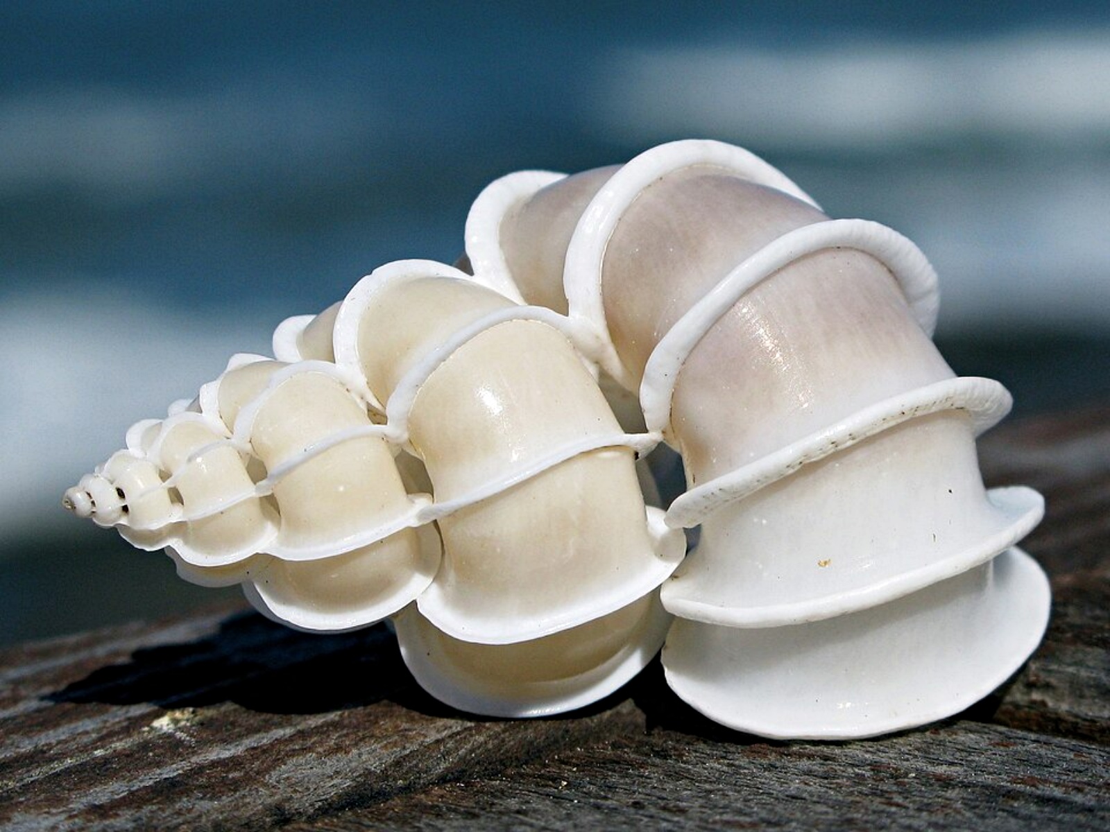 snails