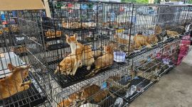 Dozens of cats are confined in stacked metal cages at a holding facility after being rescued during a major police operation in Vietnam targeting an alleged pet theft network linked to the cat meat trade.