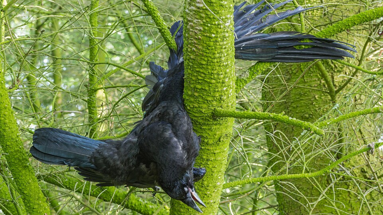 Remarkable crow species from around the world