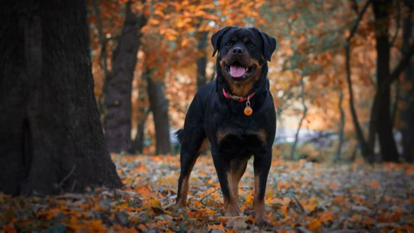 Rottweiler bites 9-year-old boy in Ahmedabad housing society; owner booked