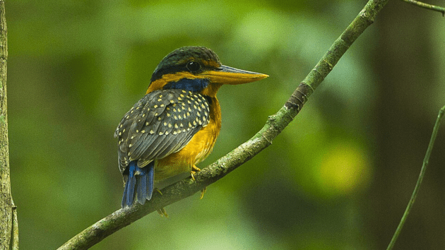 birds